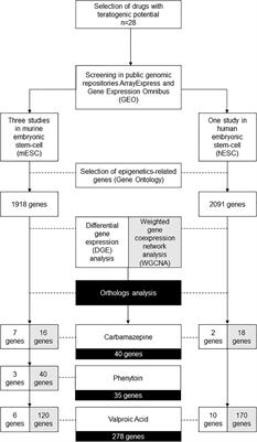 Anticonvulsants and Chromatin-Genes Expression: A Systems Biology Investigation